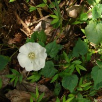 Camonea pilosa (Houtt.) A.R.Simões & Staples s.l.